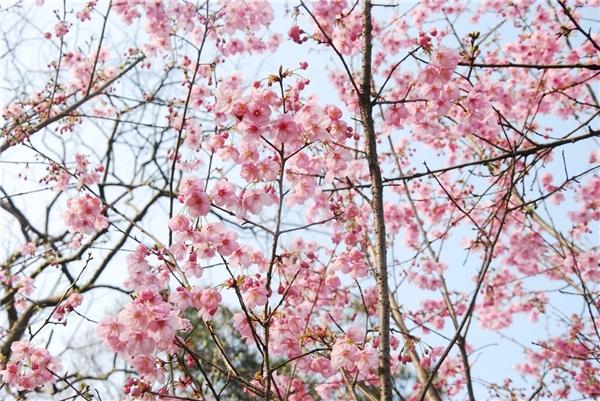 你身边的赏樱胜地，不出国门，樱花的春天也属于你