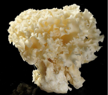 雪榕生物瞄准绣球菌提取物升白抗癌效果