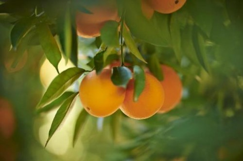 属于夏天的沁人橙香，就在卜蜂莲花