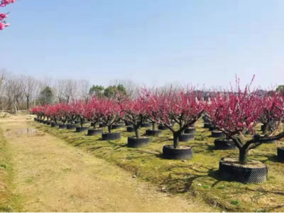 中国花卉苗木行业抓短视频红利风口，扬帆起航
