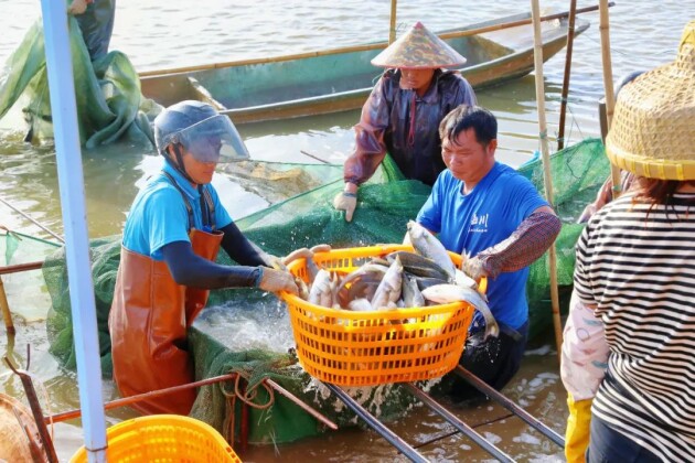 瞄准更大市场，粤海饲料要用这种方式推动海鲈成为“水产顶流”