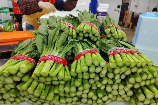 “百县千村”系列报道 丨 供港尖叶菜心的背后，是钱大妈对于好商品的“锱铢必较”！